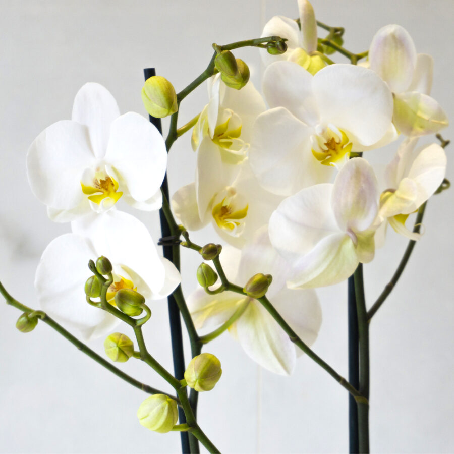White-Phalaenopsis-Zoom White Phalaenopsis - Enchanted Floral Design